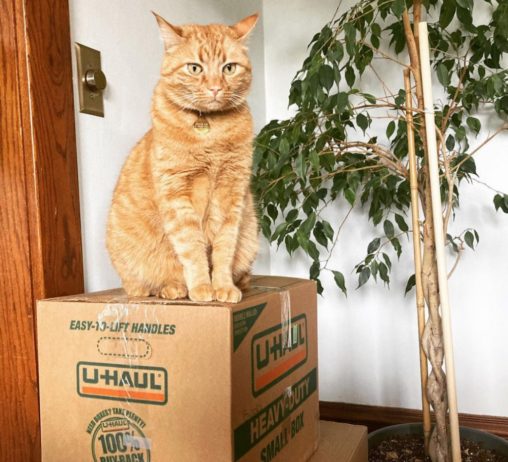 Cat sitting on box