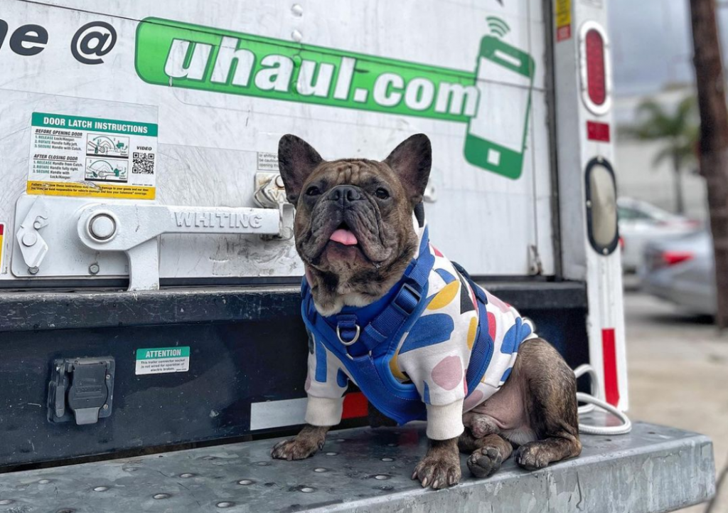 moving with pets