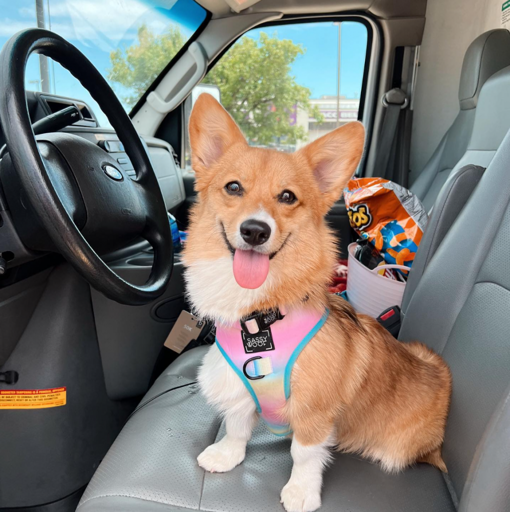 Corgi in a moving truck
