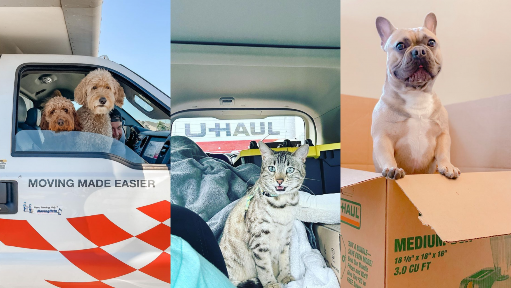 Moving with pets