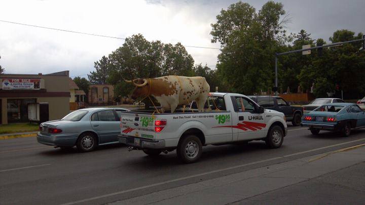 Pickup Trucks can be used to haul all sorts of items..even cows! (Although we hope you aren't moving a cow in the city!)