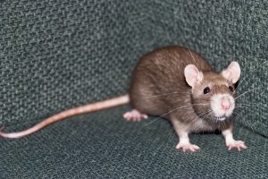 Are their rats in your home? home inspection