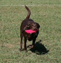 Sienna Playing Fetch adjusting your pet