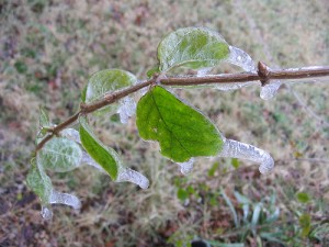 Gardening for an icy climate
