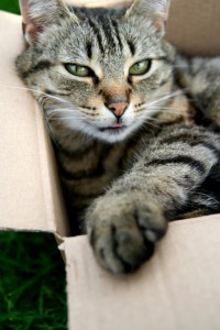 cat in box