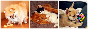 Pets and Toys