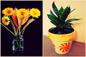 Flowers Plants