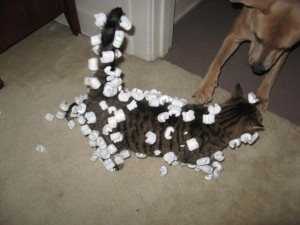 This cat went for a swim in packing peanuts! Image from College Humor. 