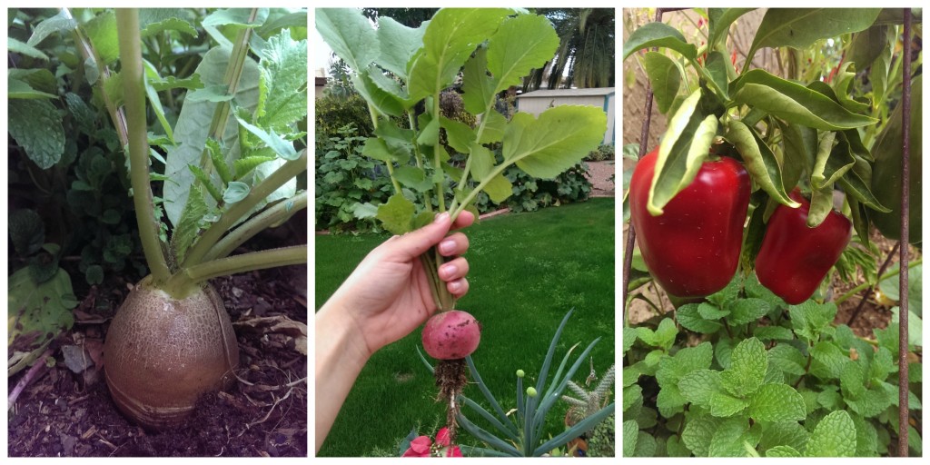 Garden collage