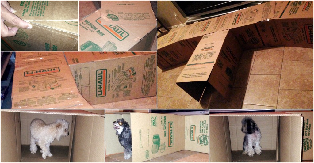 Dog Maze U-Haul Boxes