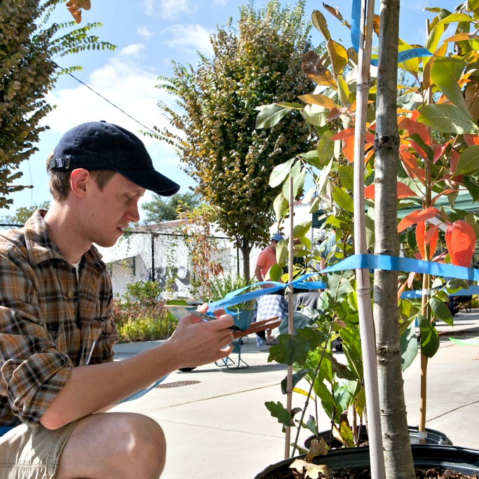 Benefits Of Planting Trees