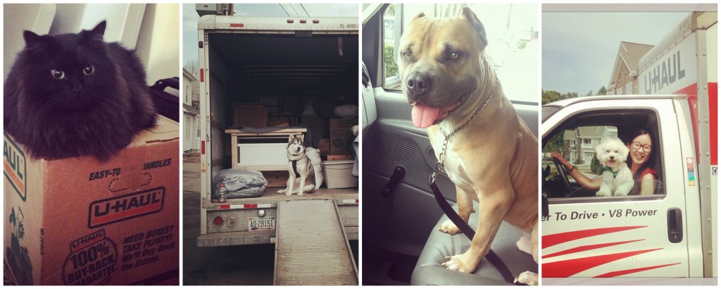 pictures on moving day