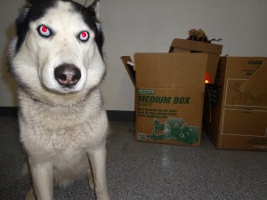 Adjusting your dog for apartment life