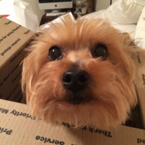 Adjusting your dog to apartment life