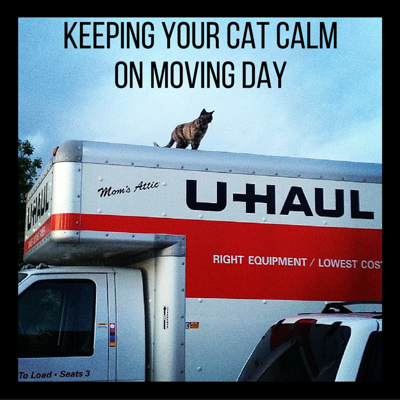 Keeping Your Cat Calm on Moving Day