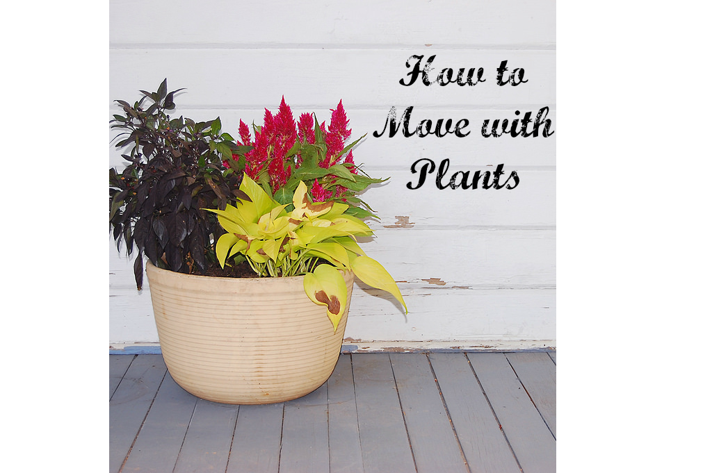 How to Move with Plants