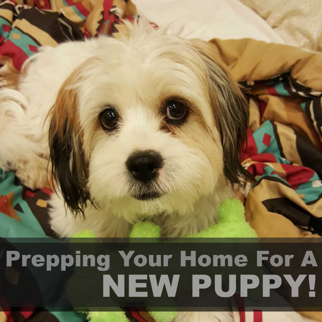 Prepping Your Home for a New Puppy!