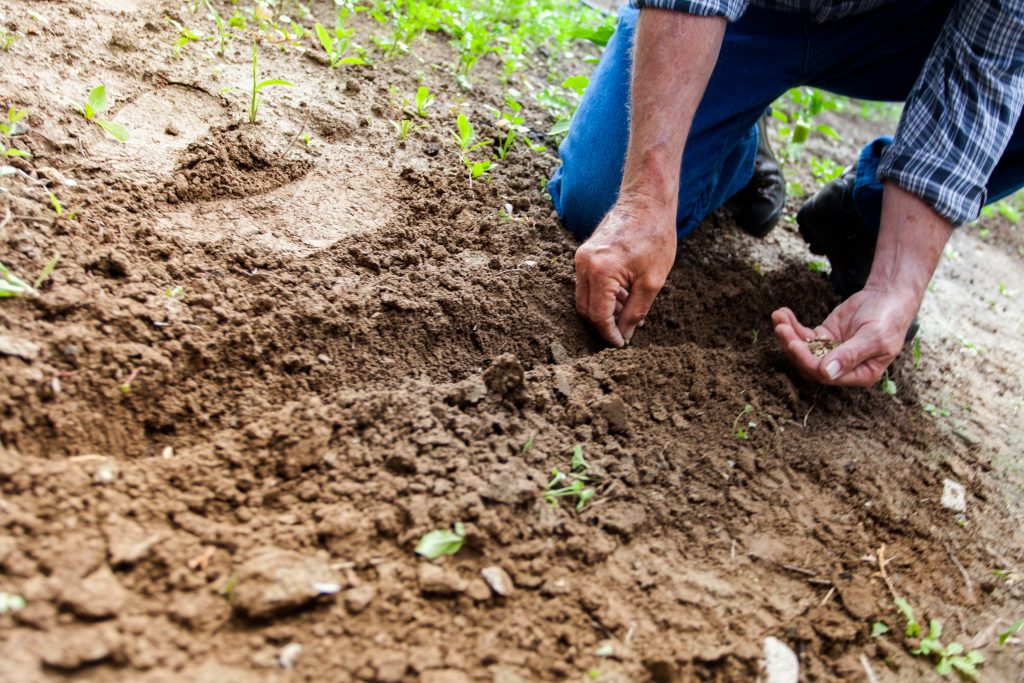 Person gardening