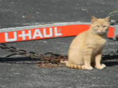 U Haul Moving Truck Rental In Sheboygan Falls Wi At Bird Junction