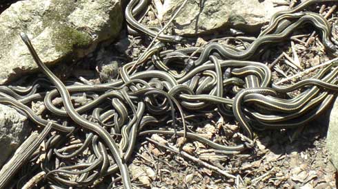 Red-sided garter snakes creating a mating ball after exiting the den.