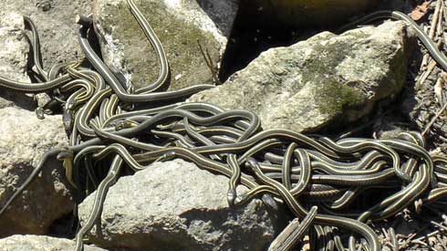 Red-sided garter snakes slithering throughout the den.