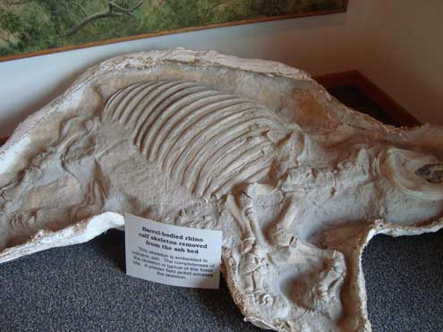 The body of a barrel-bodied rhino calf removed from the ash bed.