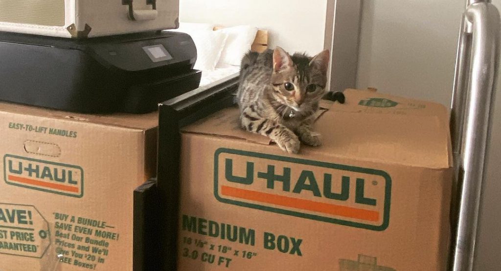 Kitty on a moving box