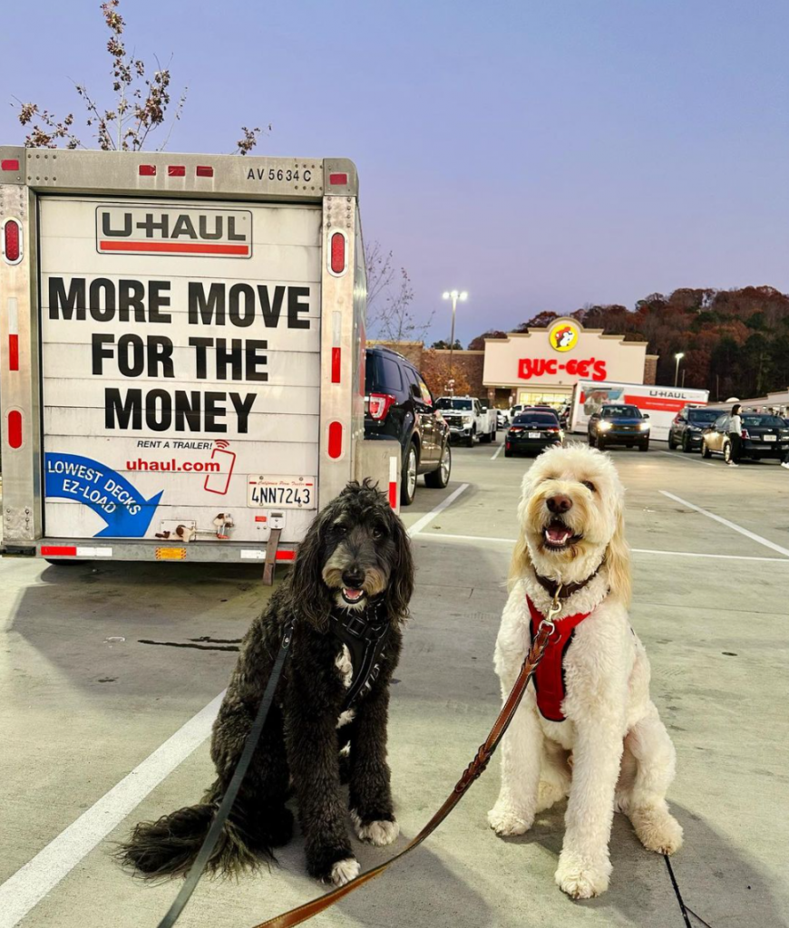 Accommodating your pet