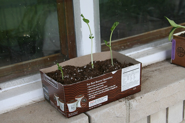 Gardening With Recycled Moving Supplies