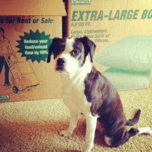 Moving In with Someone Who has a Pet