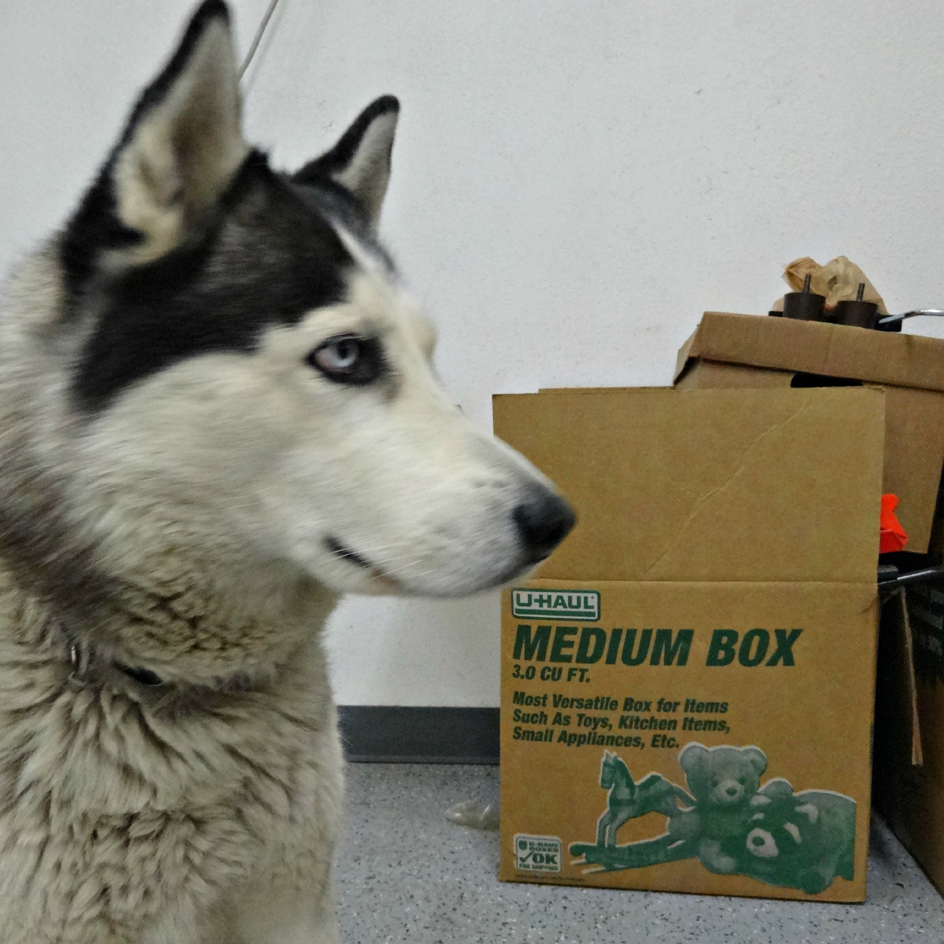 Adjusting Your Dog to Apartment Life