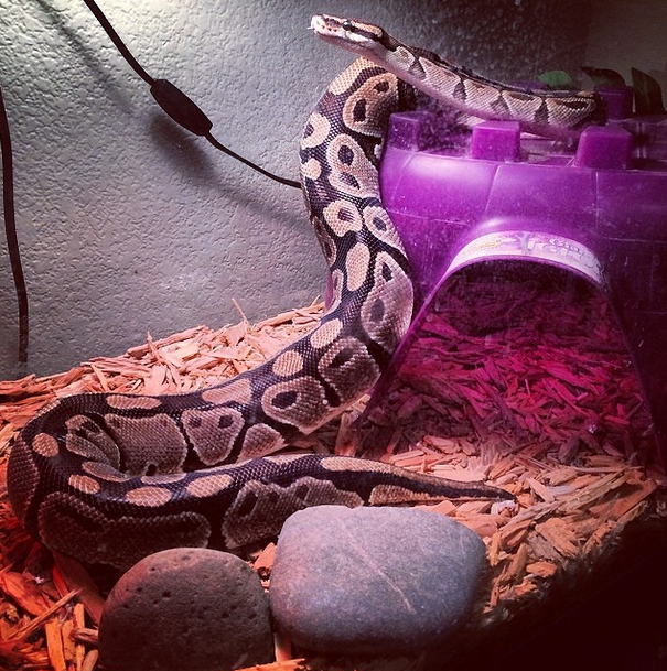 How to Pack Your Pet Terrarium