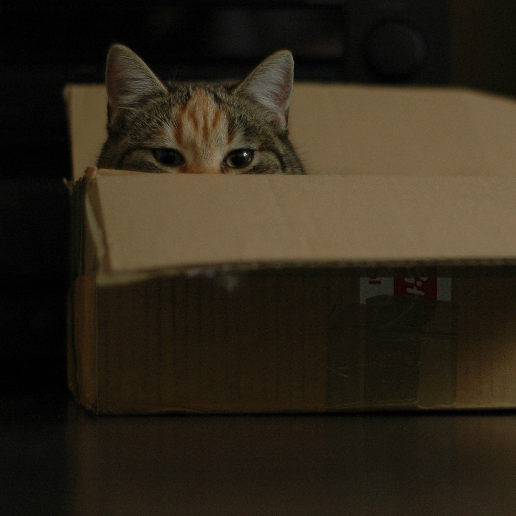 How To Prepare Your New Home For Your Cat