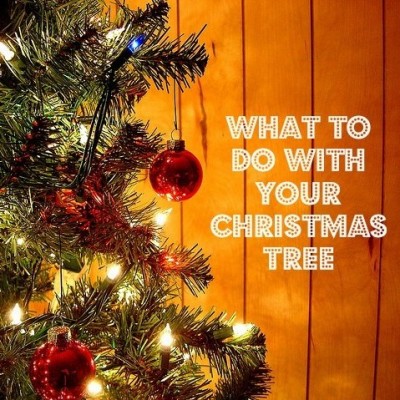 What to Do With Your Christmas Tree