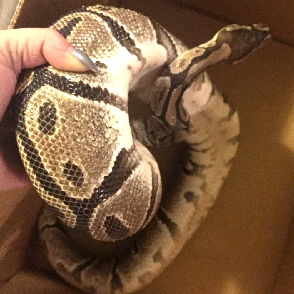 Tips for Moving Your Pet Snake