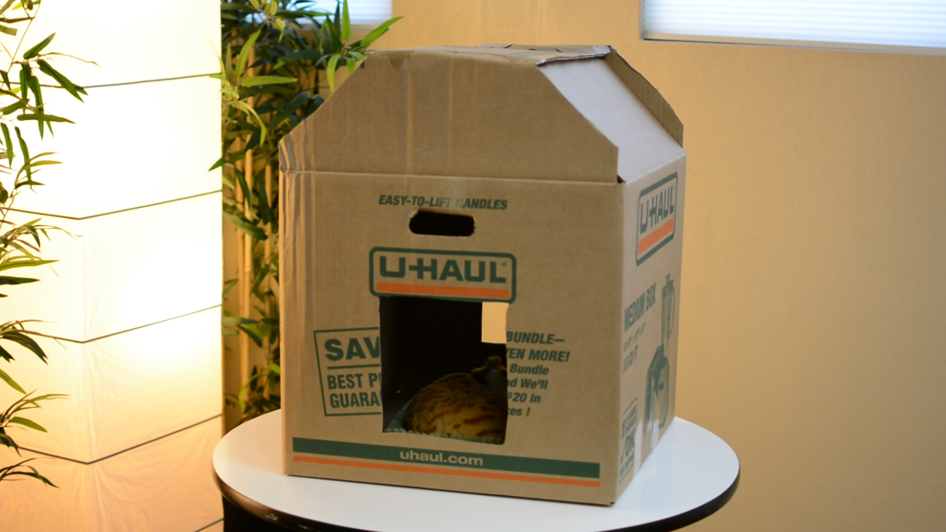 DIY: Fun and Easy Way to Build a Cardboard Cat House